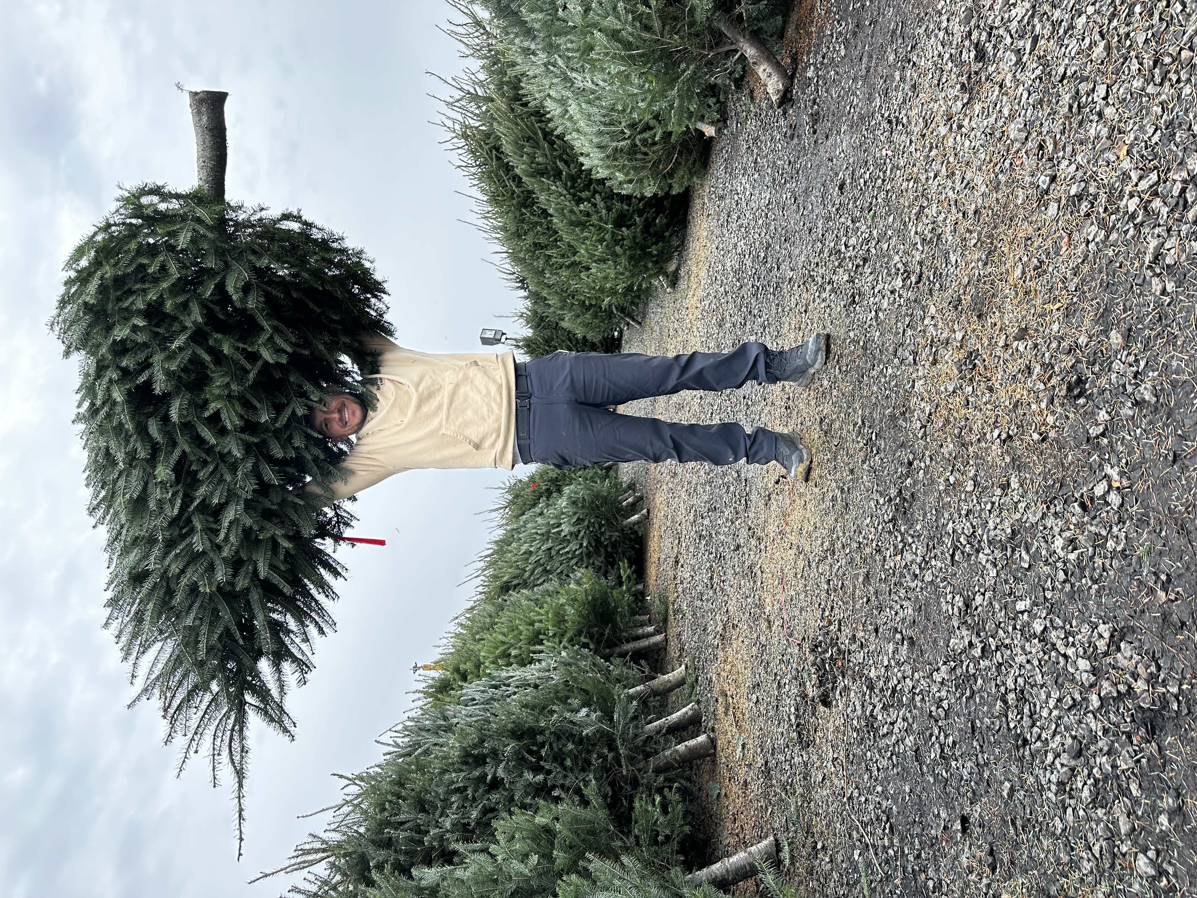Maple Leaf Farms team member holding a Christmas tree in the tree yard